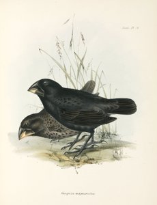 一对大型地雀，加拉帕戈斯群岛，约1832-1836年 作者 不明