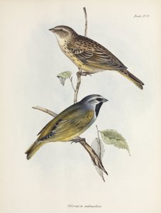 一对麻雀或雀鸟，约1832-1836年 作者 不明
