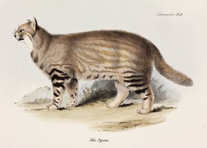 潘帕斯猫，南美，约1832-1836年 作者 不明
