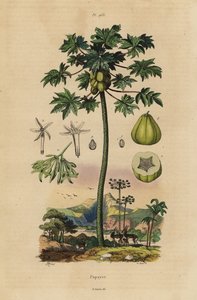 Papaya or pawpaw tree with fruit and cross section of fruit 作者 不明