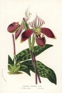 Paphiopedilum purpurpuratum 兰花（Cypripedium purpuratum）。Louis van Houtte 和 Charles Lemaire 的《欧洲花园和暖房的花》中的手工彩色石版画，Flore des Serres et des Jardins de l