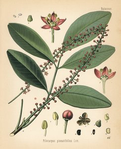 巴拉圭 jaborandi，Pilocarpus pennatifolius。根据瓦尔特-穆勒（Walther Muller）的植物学插图绘制的变色版画，选自赫尔曼-阿道夫-科勒的《药用植物》，由古斯塔夫-帕布斯特编辑，科勒，德国 作者 未知艺术家