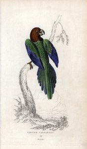 Parakeet pumpadour，Prosopeia tabuensis。Psittacus tabuensis。约瑟夫-基德（Joseph Kidd）根据约翰-奥杜邦（John Audubon）的绘画绘制的石版画，载于《自然历史杂记》：鹦鹉》，托马斯-迪克-劳德爵士和托马斯-布朗船长，183 年在苏格兰爱丁堡出版。 作者 未知艺术家