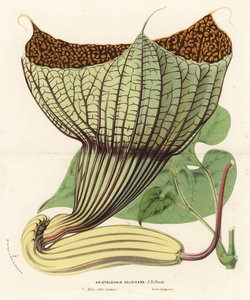 Pararistolochia goldieana（金色马兜铃）。手绘彩色石版画，选自 Louis van Houtte 和 Charles Lemaire 的《欧洲花园和暖房的花》，Flore des Serres et des Jardins de l