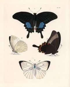 巴黎孔雀蝶 Papilio paris 1、2 和斑纹移民蝶 Catopsilia pyranthe？3.4.约翰-O-韦斯特伍德（John O. Westwood）新版德鲁-德鲁里（Dru Drury）《外来昆虫学插图》中的手绘石版画，伦敦伯恩出版社 作者 未知艺术家