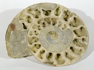 在多塞特发现的帕金森尼亚（阿莫尼特），中侏罗纪时期 作者 不明