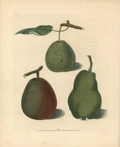 梨品种，Pyrus communis：Cressan、Gansell