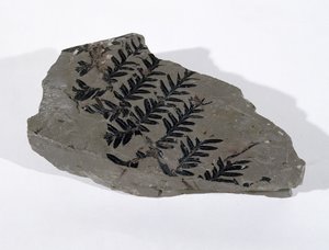 在萨默塞特的卡默顿发现的石炭纪上层的Pecopteris (Gymnosperm Frond) (照片) 作者 不明
