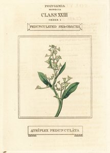 有花序海马齿苋（Atriplex pedunculata）。根据理查德-杜帕（Richard Duppa）的《林奈植物学系统的种类和顺序》（The Clours and Orders of the Linnaean System of Botany）中的插图绘制的手工彩色铜版画。 作者 未知艺术家
