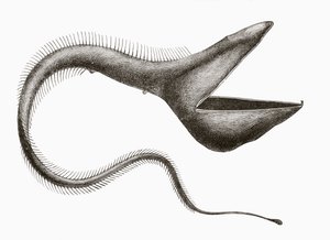 鹈鹕鳗或 Eurypharynx pelecanoides，一种人类很少见到的深海鱼，出自《El Mundo Ilustrado》，巴塞罗那出版，大约 1880 年 作者 不明