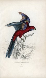 潘南鹦鹉（Psittacus pennantii）。Platycercus elegans. 作者 未知艺术家