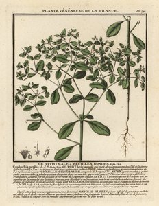 小大戟，Euphorbia peplus。 作者 未知艺术家