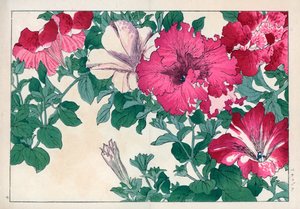 矮牵牛品种（粉色和白色）。矮牵牛品种。谷上弘南的 "西洋花草画册：夏 "中的手绘木版画，京都云索堂 作者 未知艺术家