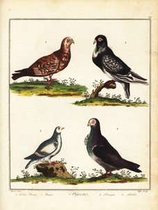 鸽子：波兰鸽、普特鸽、雷鸟和浊鸽。 1792（刻） 作者 未知艺术家