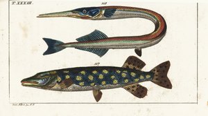 梭子鱼（或北方梭子鱼） - Orphia - 北方梭子鱼（Esox lucius）117 和海针鱼（Belone belone）118。根据雅各布-尼尔森（Jacob Nilson）的手绘铜版画，选自戈特利布-托比亚斯-威廉（Gottlieb Tobias Wilhelm）的《自然历史百科全书》：鱼类，奥格斯堡 作者 未知艺术家