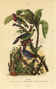 Pink-headed fruit-dove, Ptilinopus porphyreus, Buru green pigeon, Treron aromaticus, and Luzon bleeding-heart, Gallicolumba luzonica 作者 不明