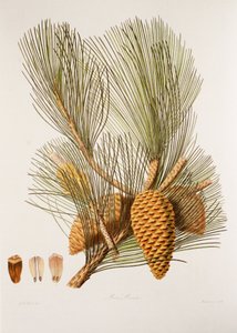 Pinus pinaster/Sea Pine/Maritime Pine 作者 不明