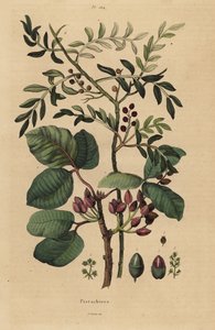 Pistachio nut tree, Pistacia vera 作者 不明