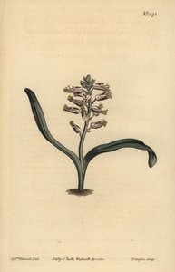 平叶自色lachenalia, Lachenalia unicolor 作者 不明