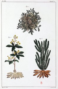 药用植物，中国 作者 不明