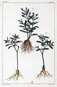 药用植物，中国 作者 不明