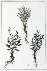 药用植物，中国 作者 不明