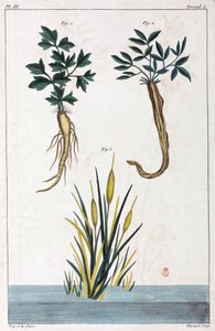 药用植物，中国 作者 不明