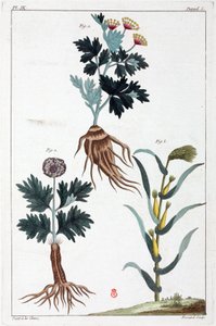 Plantes medicinales, Chine 作者 不明