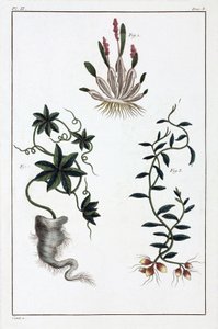 Plantes medicinales, Chine 作者 不明