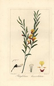 Platylobium lanceolatum，原产于澳大利亚。Barrois 根据 Pancrace Bessa 的植物插图在铜版上绘制的手工彩色条纹版画，插图选自 Mordant de Launay 的《Herbier General de l