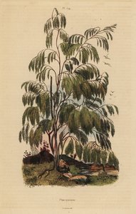 Plocama pendula 灌木 作者 不明
