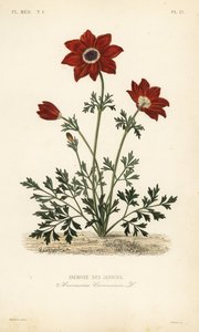 罂粟花或西班牙万寿菊，Anemone coronaria，Anemone des jardins 作者 不明