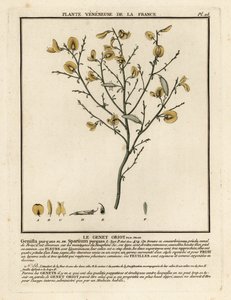 净化扫帚，Cytisus purgans。 作者 未知艺术家