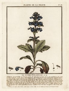 金字塔号角，Ajuga Pyramalis。 作者 未知艺术家