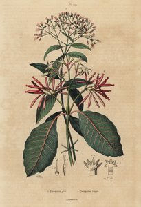 奎宁、Cinchona officinalis 1 和 Ladenbergia oblongifolia，易危，2 作者 不明