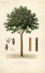 奎宁或金鸡纳树皮，Cinchona officinalis, Cinchona condaminea, Quinquina gris 作者 不明