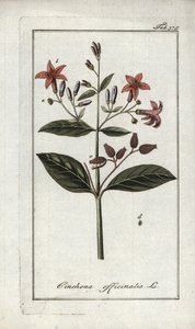 金鸡纳（Cinchona officinalis）。约翰内斯-佐恩（Johannes Zorn，1739-1799 年）"Afbeelding der Artseny-Gewassen "中的石版画，荷兰 作者 未知艺术家
