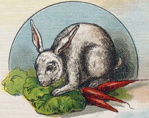 兔子吃胡萝卜。 雕刻“Alphabet de ma petite fille”。 Bernardin-Bechet 和 Fils，书商出版商，巴黎，约 1895 年。坚不可摧的画布专辑。 贝贝斯图书馆。 12 页。 包含阅读方法和说明性的相册 作者 不明