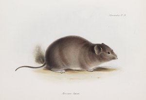 老鼠，约 1832-1836 年 作者 未知艺术家
