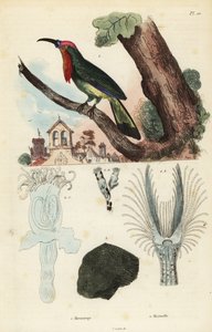 红胡子食蜂兽，Nyctyornis amictus，和漏斗状石龙鱼，Plumatella fungosa 作者 不明
