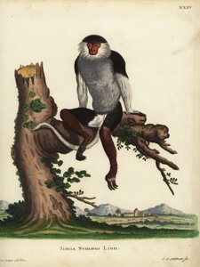 红柄杜父鱼（Pygathrix nemaeus）。濒危。Simia nemaeus Linn.约翰-塞巴斯蒂安-莱特纳（Johann Sebastian Leitner）根据雅克-德-塞夫（Jacques de Seve）的插图手工绘制的铜版画，该插图选自约翰-克里斯蒂安-丹尼尔-施雷伯（Johann Christian Daniel Schreber）的《大自然动物插图》，或称《施雷伯》。 作者 未知艺术家