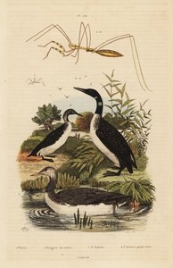 红喉泥鳅，Gavia stellata 2，普通泥鳅，Gavia immer 3，黑喉泥鳅，Gavia arctica 4，和线脚虫，Emesini species 作者 不明