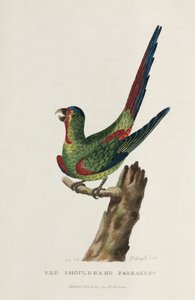“红肩鹦鹉”，澳大利亚，约 1788 年 作者 未知艺术家