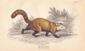 小熊猫，Ailurus fulgens。易危。来自林奈学会博物馆的标本。利扎斯根据查尔斯-汉密尔顿-史密斯（Charles Hamilton Smith）的插图绘制的手绘钢版画，出自爱丁堡威廉-怡和的《博物学家图书馆》。 作者 未知艺术家