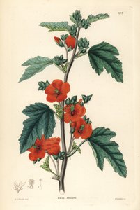红紫色 - 锦葵，Sphaeralcea miniata（朱顶红锦葵，Malva miniata）。韦德尔根据埃德温-道尔顿-史密斯的手绘铜版画，选自约翰-林德利和罗伯特-斯威特的《观赏花圃和灌木丛》，G. 威利斯，伦敦 作者 未知艺术家