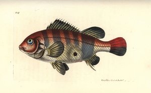 红条纹耳鱼，苏里南 Geophagus（苏里南鲈鱼，Sparus surinamensis）。插图由理查德-波利多尔-诺德绘制并雕刻。乔治-肖和弗雷德里克-诺德的《博物学家杂录》中的手工彩色铜版雕刻，伦敦 作者 未知艺术家