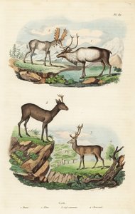 驯鹿，Rangifer tarandus 1，驼鹿，Alces alces 2，红鹿，Cervus elaphus 3，和欧洲狍子，Capreolus capreolus 4 作者 不明
