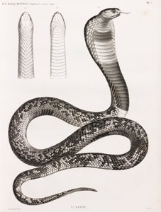 爬行动物。阿斯匹灵 作者 不明