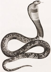 爬行动物：Asp 作者 不明