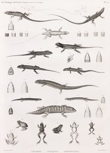 爬行动物：蜥蜴、石龙子和青蛙的系列插图 作者 不明